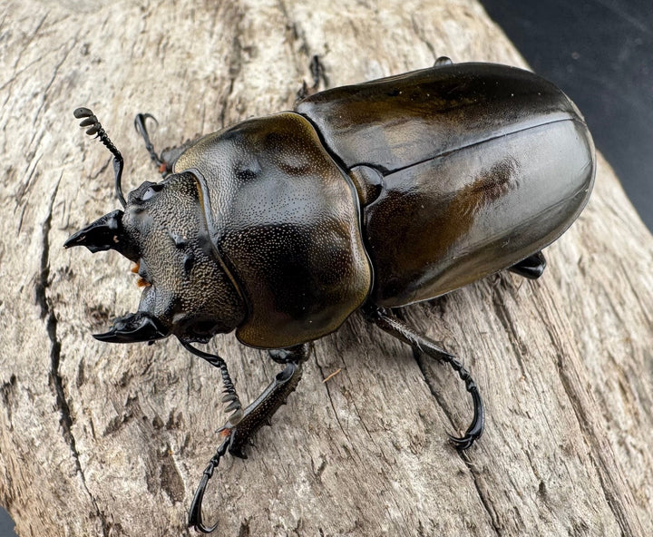 【F0】《ローゼンベルグオウゴンオニクワガタ 50mm ♀単》