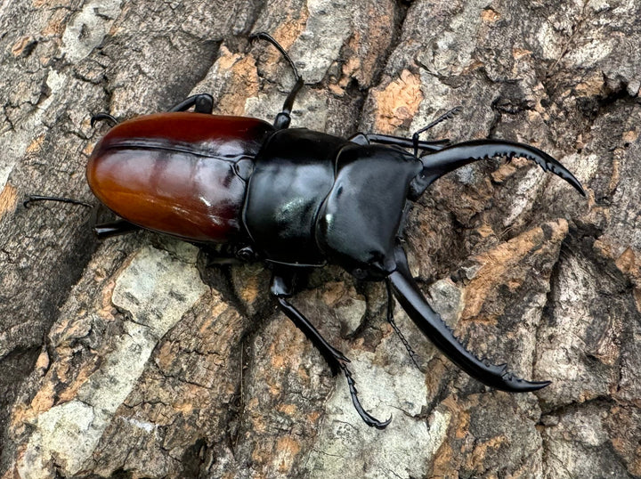 《アローコクワ亜種リエン 74mm ♂♀♀トリオ》