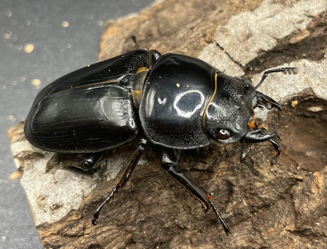 《ホペイオオクワガタ OMG血統 73mm ペア B品》
