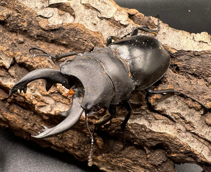 【WD】《アルケスツヤクワガタ 71mm ペア》