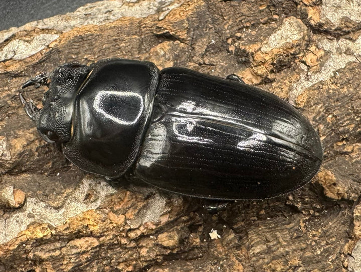 《オオクワガタ 川西血統 78mm ペア》ヒート氏ブリード個体