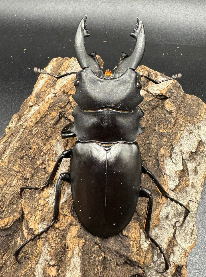 【WD】《アルケスツヤクワガタ 71mm ペア》