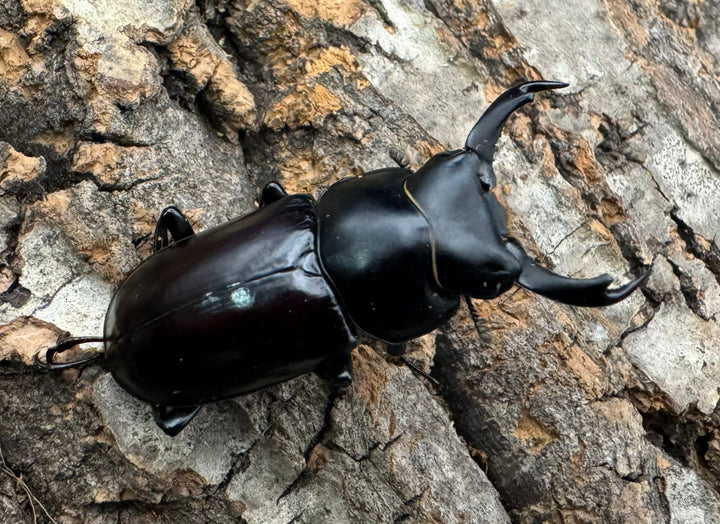 【WF2】《ドルクス ニンティエンシス（リンジー） 36mm ペア》