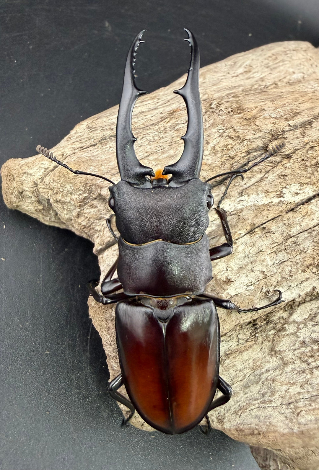 【WD】《ツカモトフタマタ 83mm ペア》