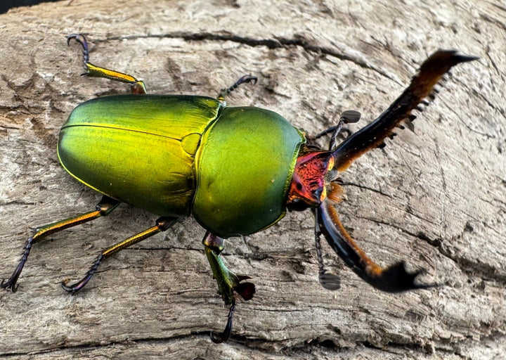 【WD】《パプアキンイロクワガタ アルファック産 39mm ペア》