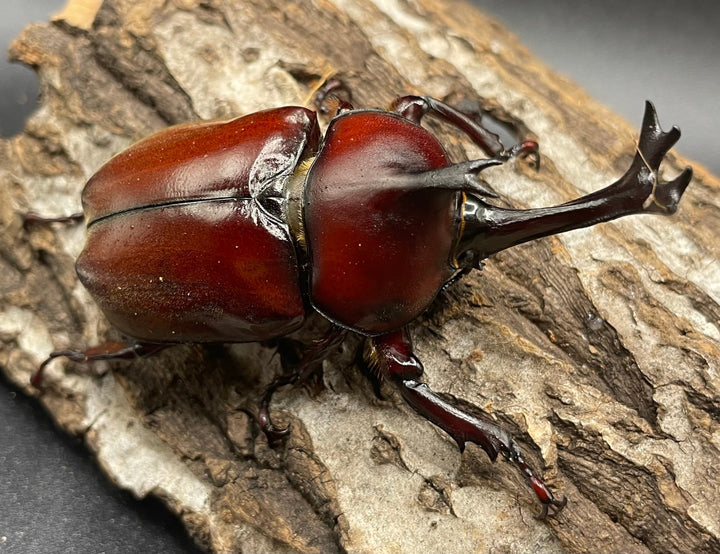 《ヤマトカブトムシ ペア》