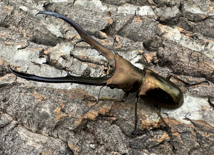 【WD】《メタリフェルホソアカ 77mm ペア》