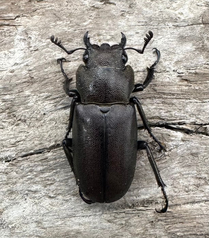 【WD】《メタリフェルホソアカ亜種finae 85mm ペア》