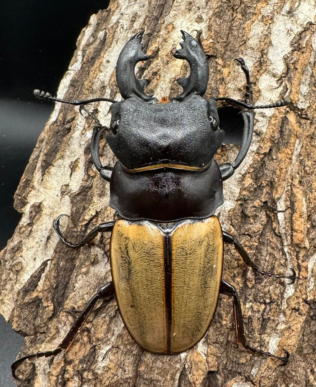 【WD】《カステルナウディツヤクワガタ 79ｍｍ ペア》