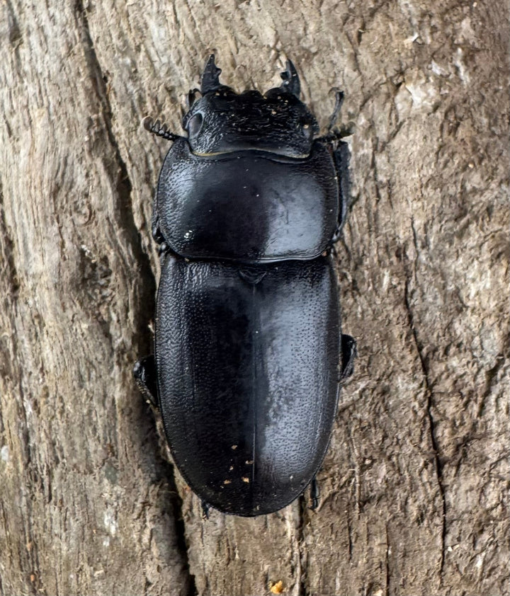 【WD】《タウルスヒラタ パラワン亜種 ロハス産 43.5mm A’品ペア》