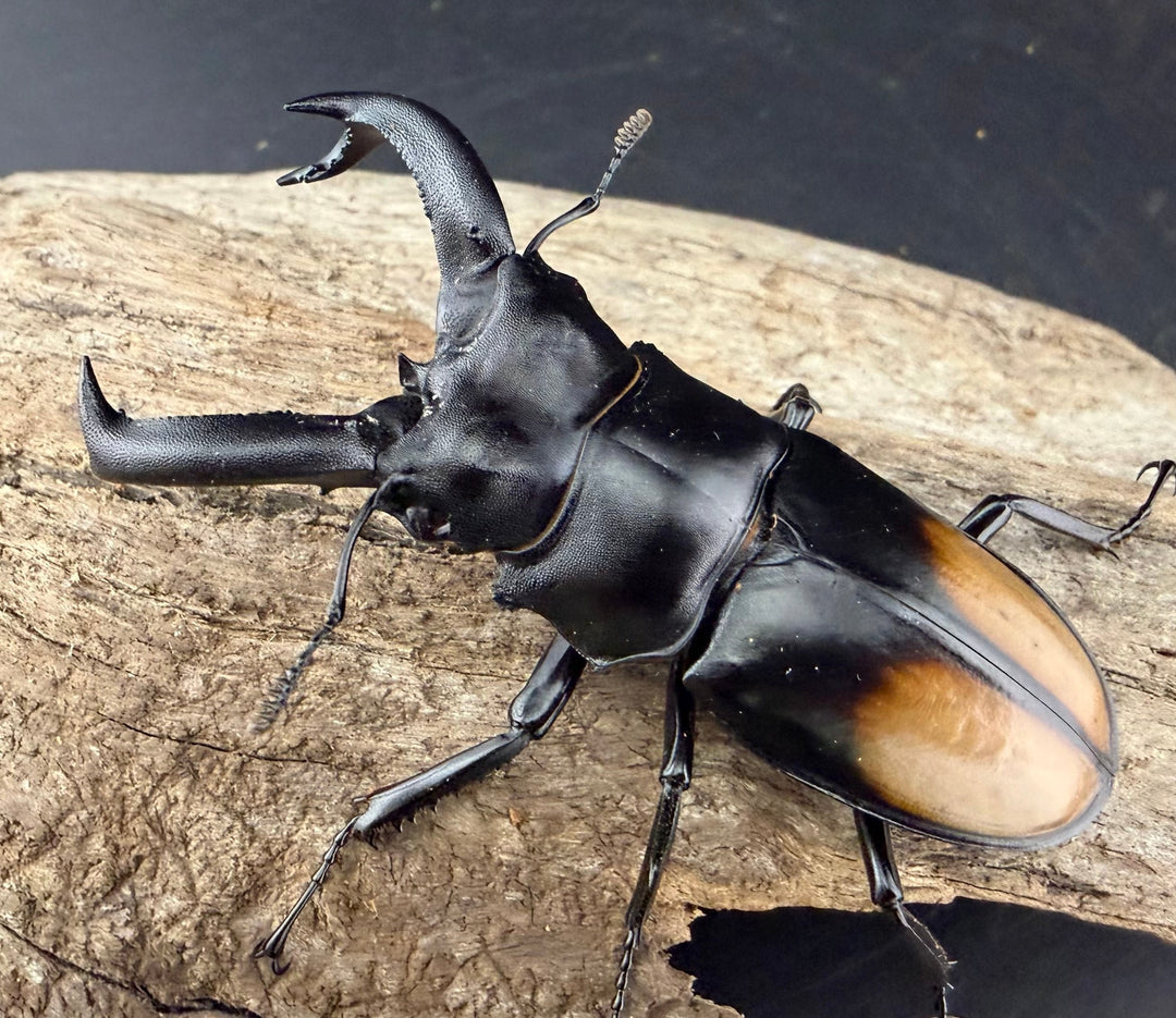 【WD】《パリーフタマタ亜種ディロレイ 73mm ペア》