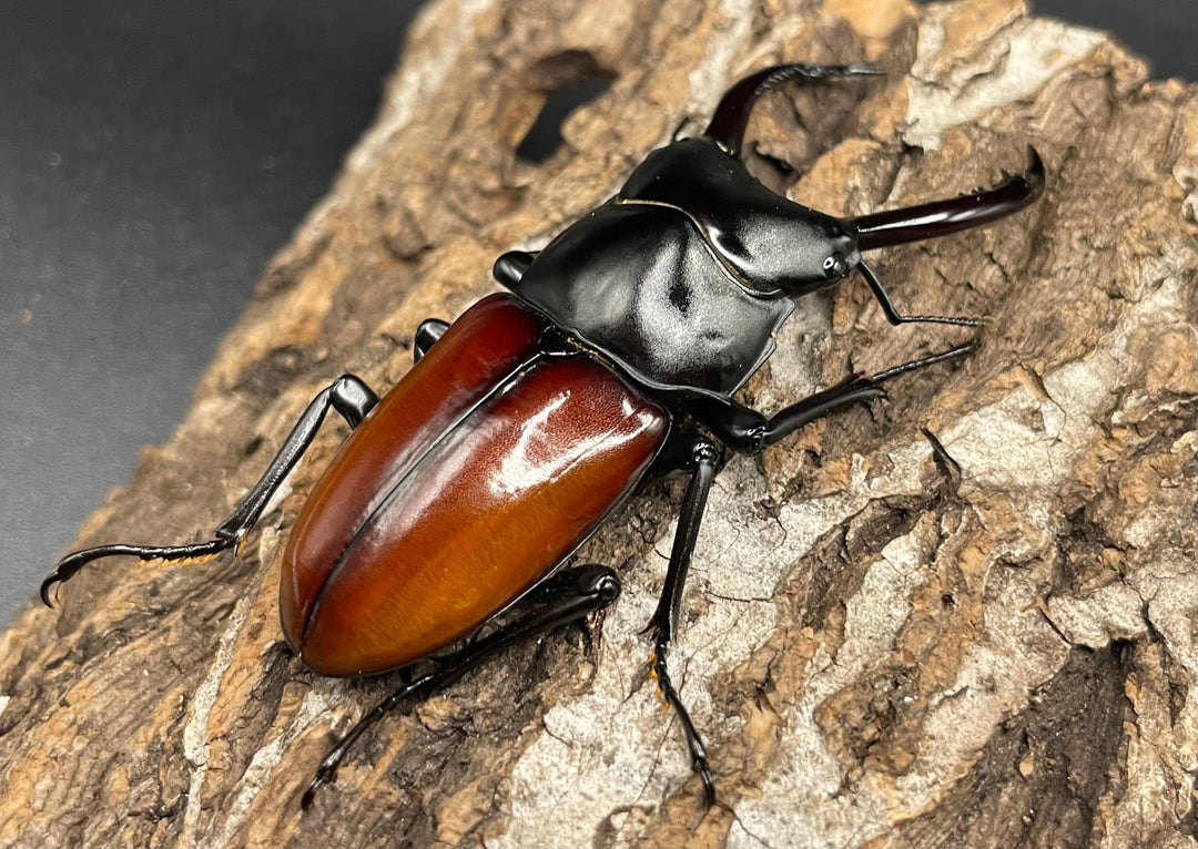 《アローコクワ亜種リエン 64mm ♂♀♀トリオ》