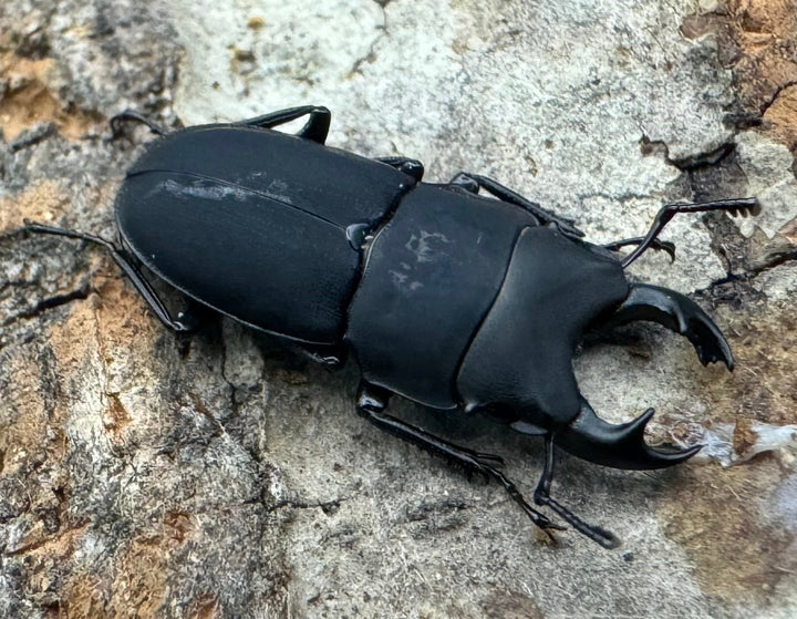 【WF2】《メタドルクス ロトゥンダトゥス ♂単》