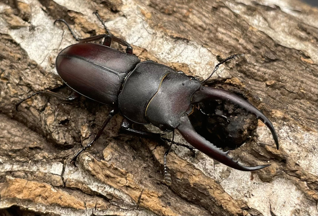 【WD】《グラキリスノコギリヒラタクワガタ 41mm ペア》