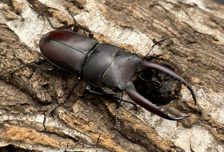 【WD】《グラキリスノコギリヒラタクワガタ 41mm ペア》