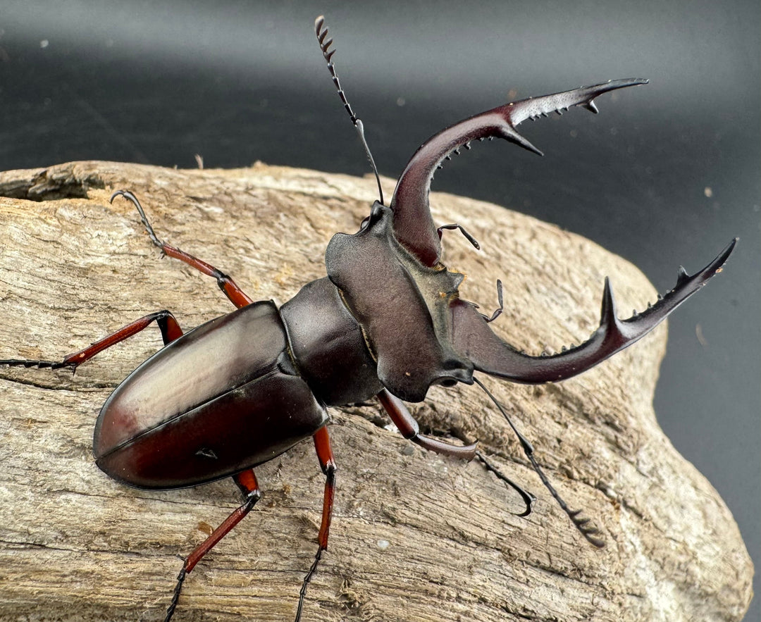 【WD】貴重産地《ブリヴィオミヤマ 57mm ペア》