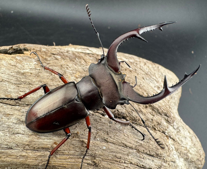 【WD】貴重産地《ブリヴィオミヤマ 57mm ペア》