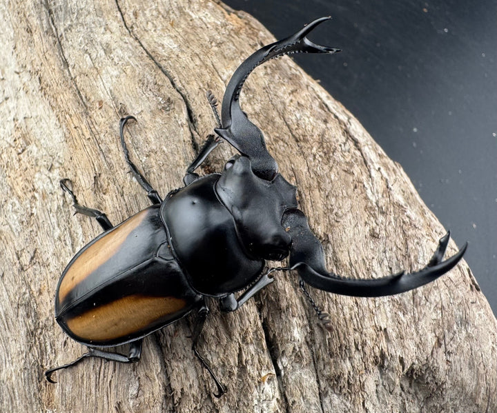 【WD】大型《ボイレアウシカ 60mm ペア》