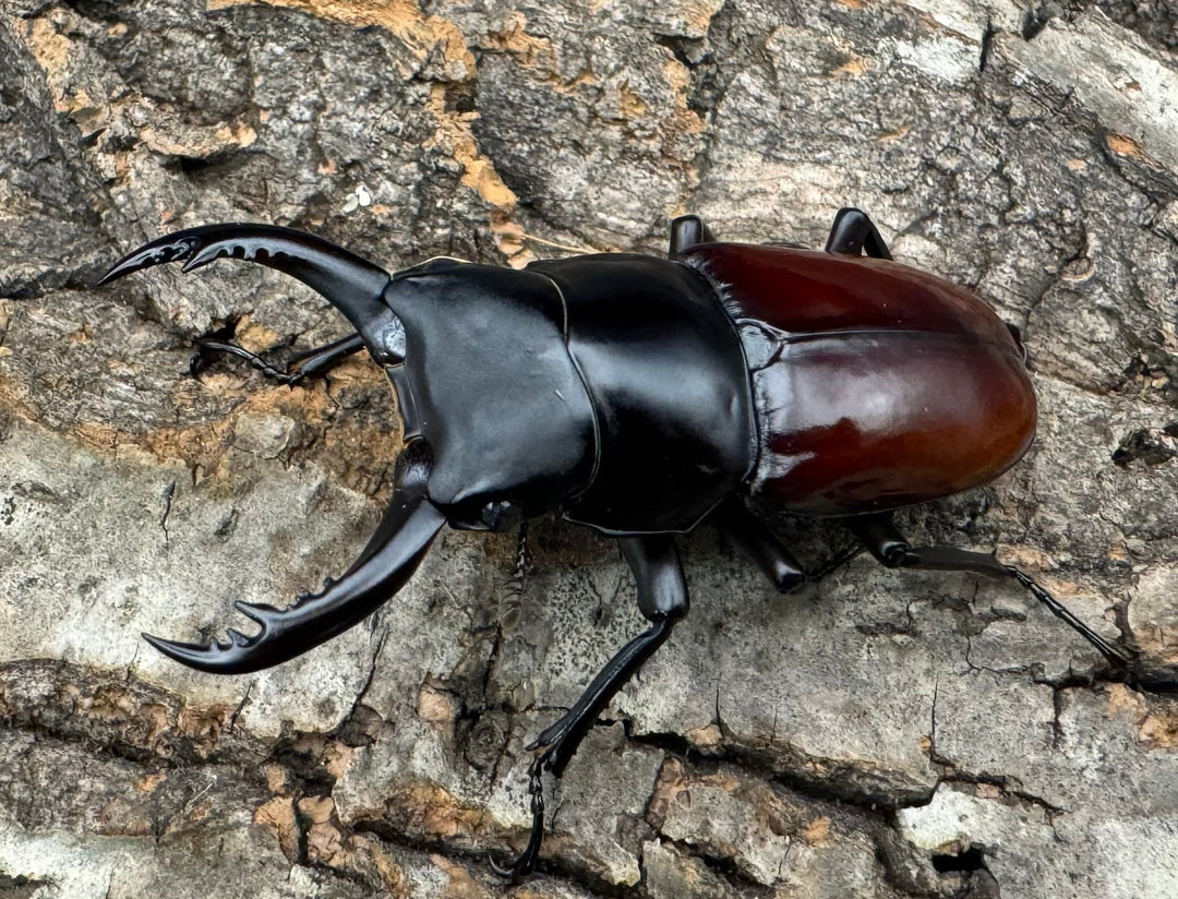 《アローコクワ亜種ノブヒロイ 57mm ペア》②