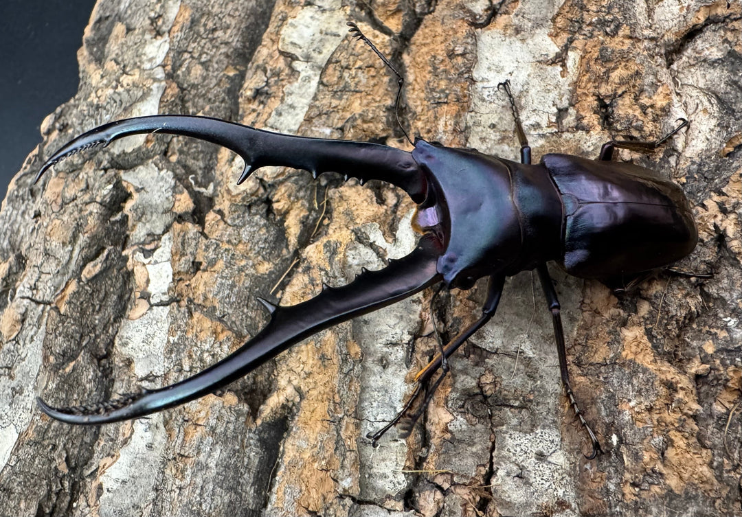 【美麗】《メタリフェルホソアカ 83mm ペア》わたくわ氏ブリード個体