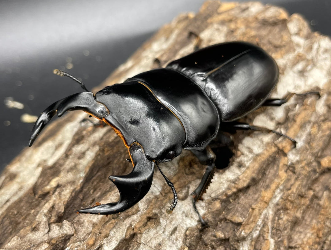 《マレーアンタエウスオオクワ 72.5mm ペア》