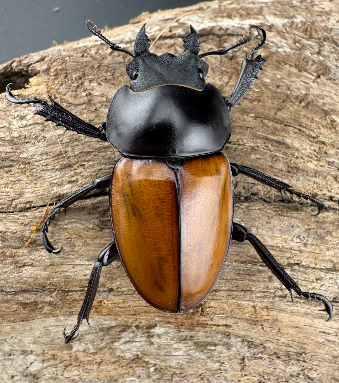 【WD】《ニティドゥスマルバネ亜種lemeei 広西壮族産 49mm ペア》①