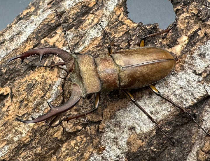 【WD】《フォルモサスミヤマクワガタ 52mm ペア》