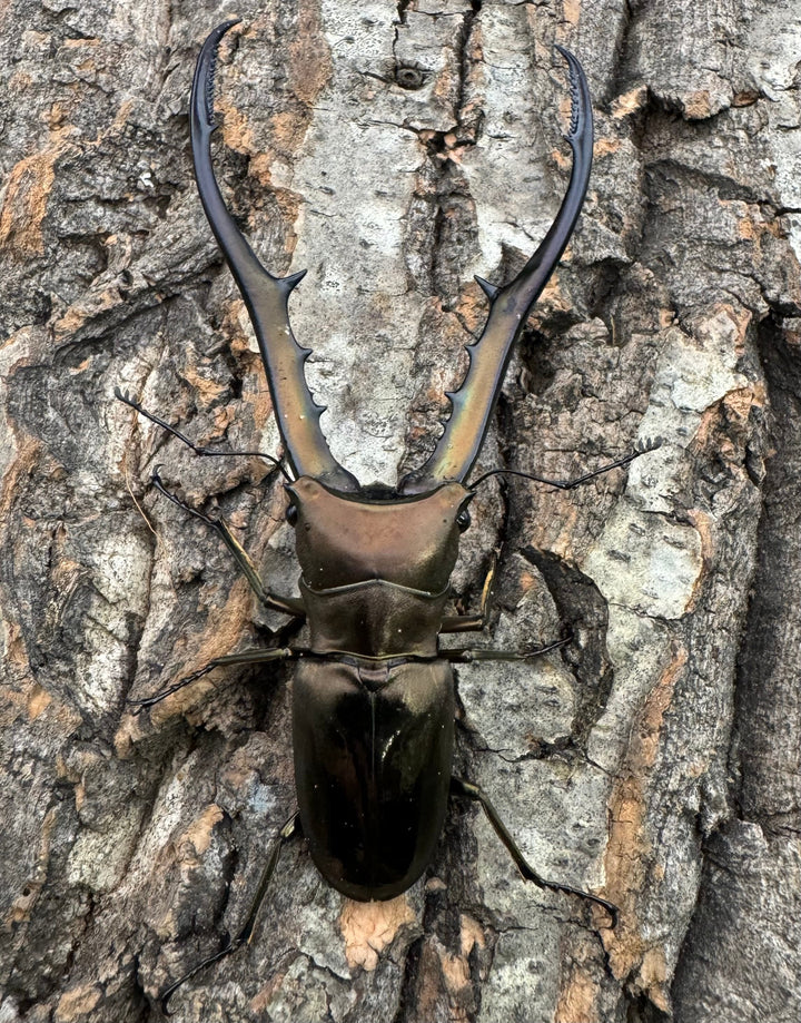 【WD】《メタリフェルホソアカ 85mm ペア》