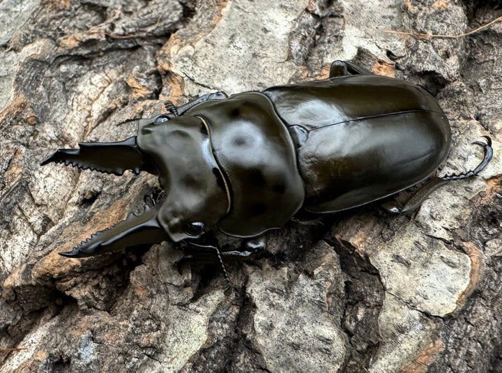 《ババオウゴンオニクワガタ 62mm ♂単》