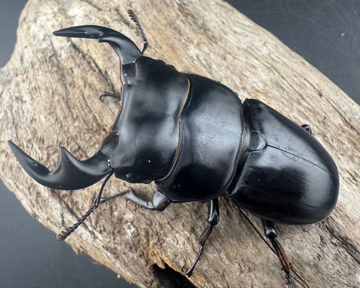 【WD】《アンタエウスオオクワ亜種miyashitai 72mm ペア》