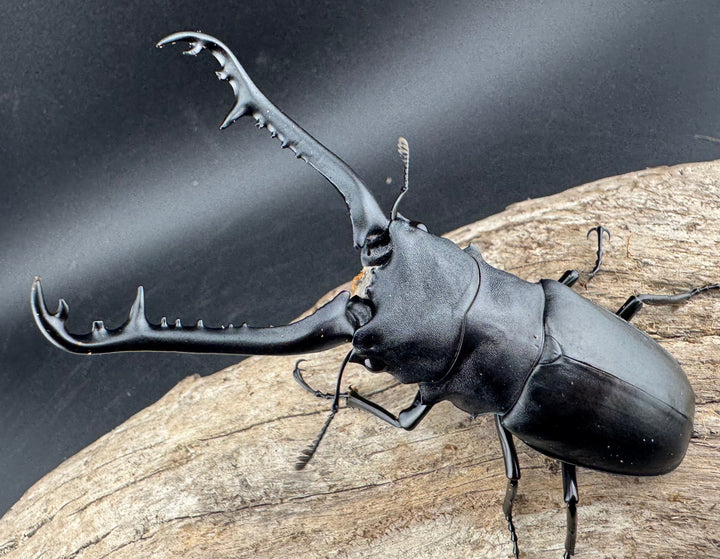 【WD】《 ギラファノコギリ亜種ケイスケ 96mm ペア》