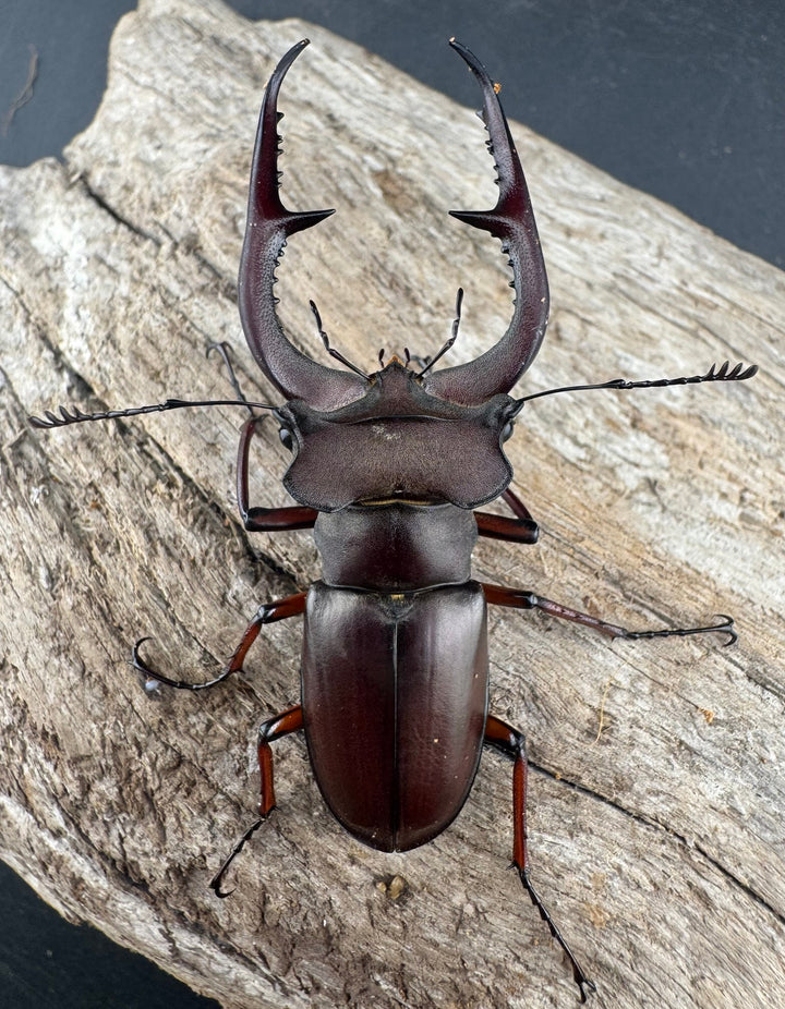 【WD】《デューベイアヌスミヤマ ssp. 60mm ペア》