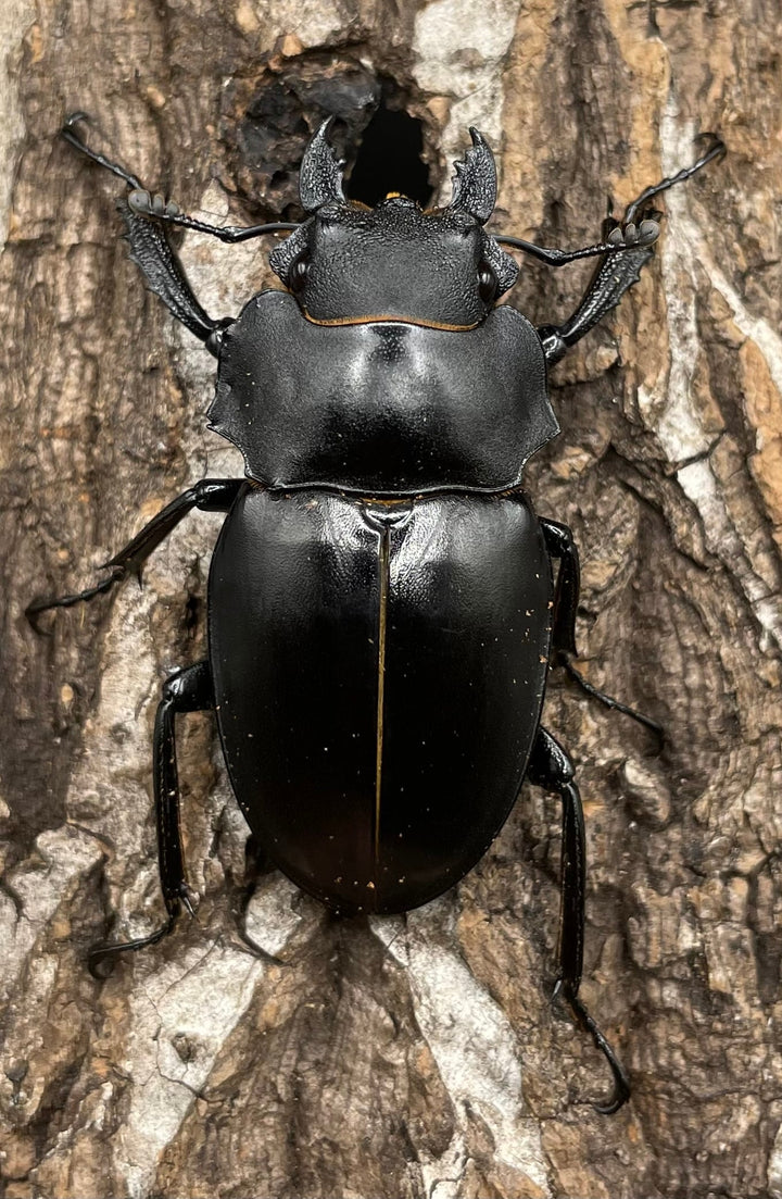 【WD】超大型大歯《アルケスツヤクワガタ 96mm ペア》