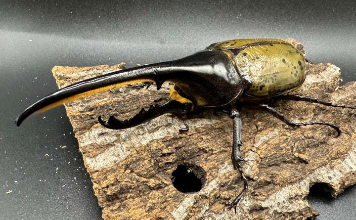 《ヘラクレス・ヘラクレス 129mm ペア》