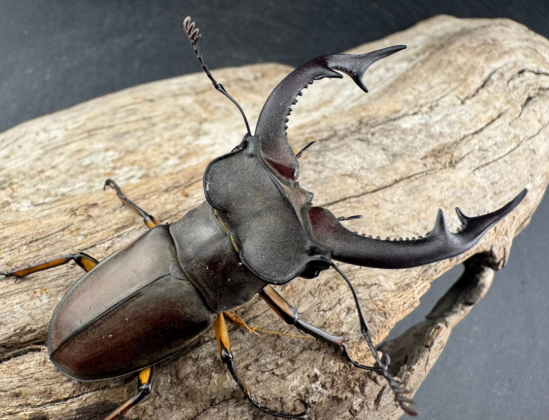 【WD】大型《フォントミヤマクワガタ 61mm ペア》②