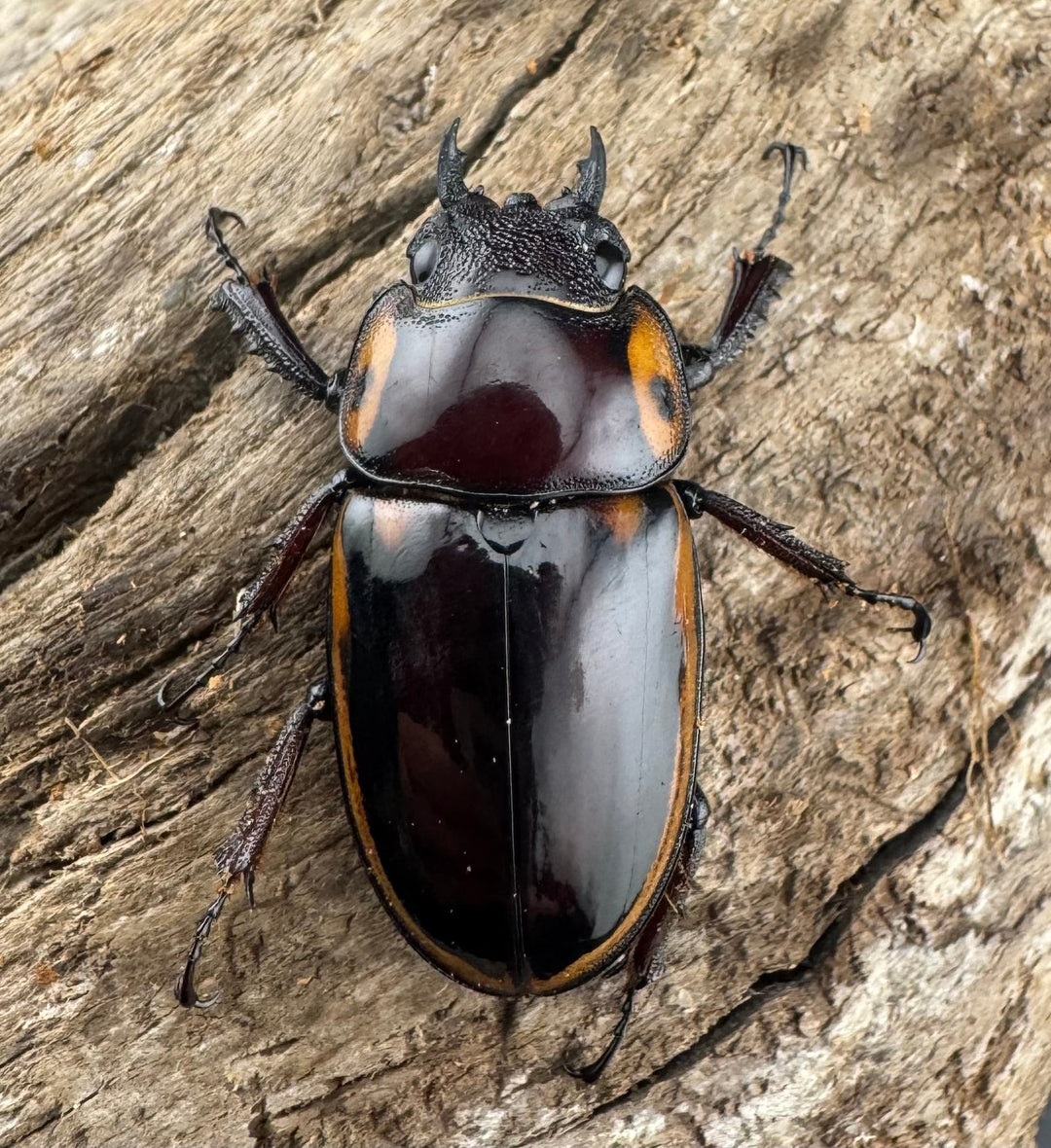 【WD】《ファブリースノコギリ原名亜種 60mmm ペア》