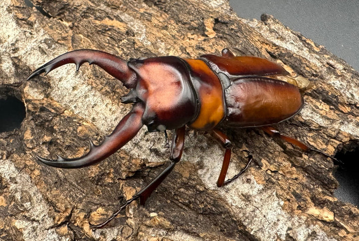 《トカラノコギリクワガタ ホワイトアイ ♀単+おまけB品♂》