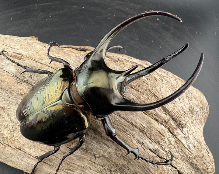 【WD】《ミンダナオアトラスオオカブト マラグサン産 95mm ペア》