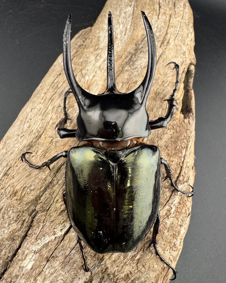 【WD】《アトラスオオカブト亜種マンテツ ラオス産 88mm ペア》