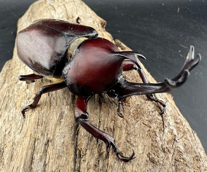 《国産カブトムシ 栃木県産 75mmUP ペア》