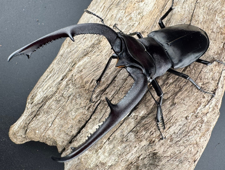 【WD】《マンディブラリスフタマタ 92.5mm ペア》