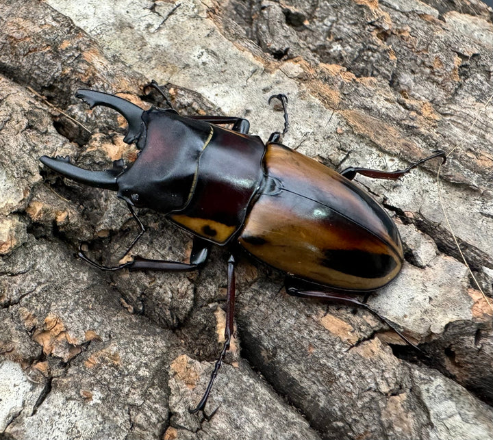 【WD】《ファブリースノコギリ原名亜種 52mm ペア》