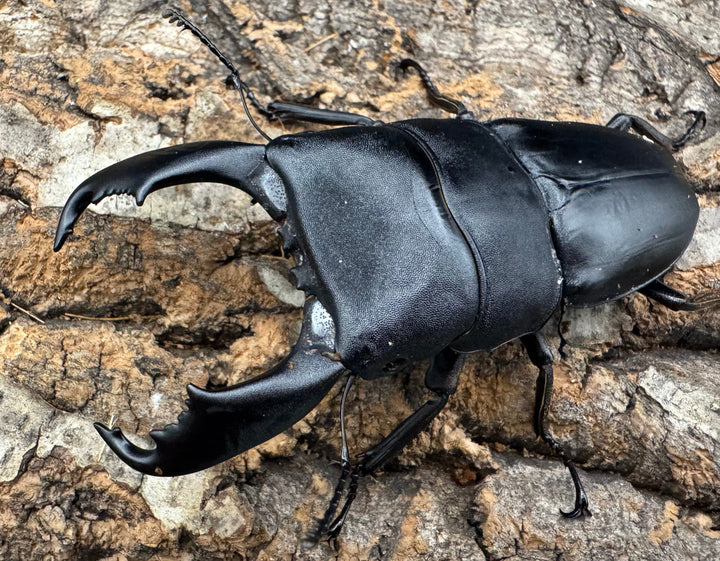 【WD】《西ペレンオオヒラタ（スラウェシオオヒラタクワガタ） 88.5mm ペア》