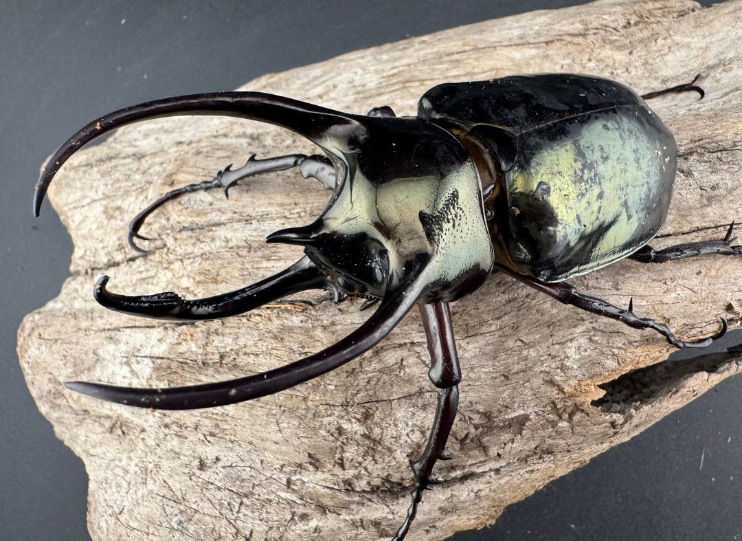 【WD】《ミンダナオアトラスオオカブト マラグサン 産 93mm A’品ペア》