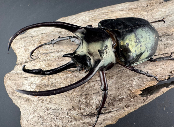 【WD】《ミンダナオアトラスオオカブト マラグサン 産 93mm A’品ペア》