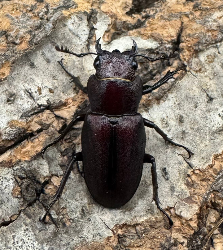 【WD】《ギラファホソアカクワガタ 31.5mm ペア》