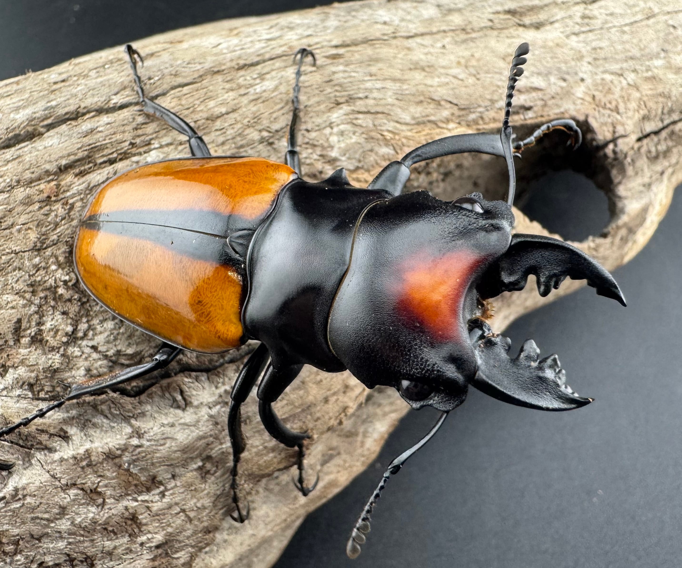 WF1】《ボーレンホーベンツヤクワガタ 57mm ペア》｜KPW公式オンライン