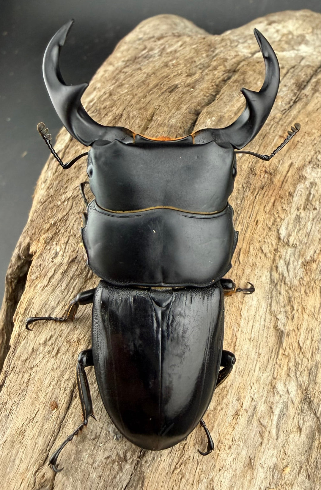 【WD】《ジャワパリーオオクワ 66mm A'品ペア》