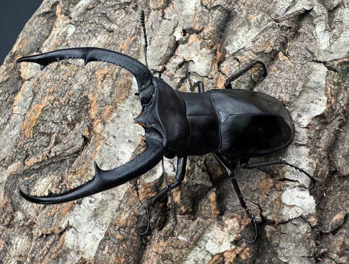 【WD】《マンディブラリスフタマタ 85mm ペア》