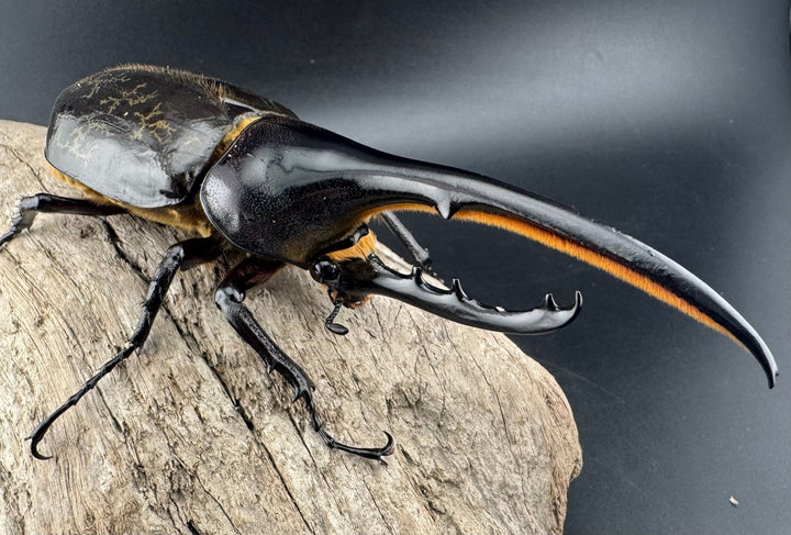 《ヘラクレス・ヘラクレス 130mm ペア》